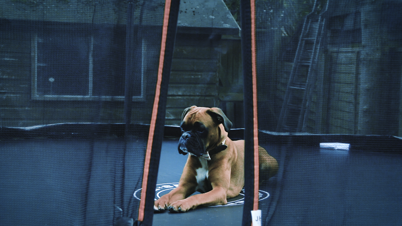 Buster on a trampoline looking sad